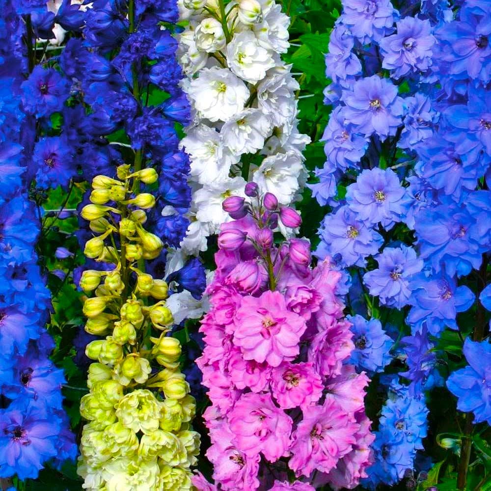 Amazon.com : Larkspur Giant Imperial Flower Mix Delphinium